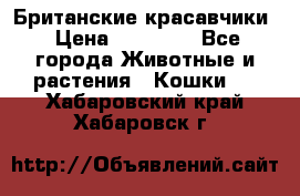 Британские красавчики › Цена ­ 35 000 - Все города Животные и растения » Кошки   . Хабаровский край,Хабаровск г.